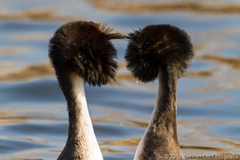 Servan Ott Fotografie - Natuurfotografie en Trouwfotografie-0001