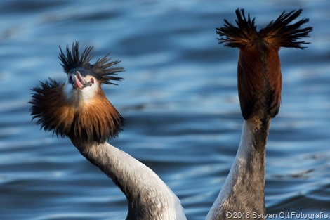 Servan Ott Fotografie - Natuurfotografie en Trouwfotografie-8606