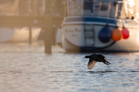 Servan Ott Fotografie -- Natuurfotografie en Trouwfotografie-6709