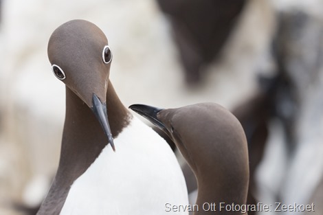 Servan Ott Fotografie - Natuurfotografie en Trouwfotografie-4866