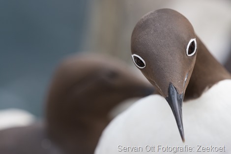 Servan Ott Fotografie - Natuurfotografie en Trouwfotografie-5174