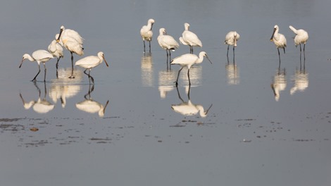 2 Servan Ott Fotografie - Natuurfotografie en Trouwfotografie-2267