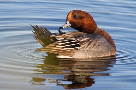 Servan Ott Fotografie -- Natuurfotografie en Trouwfotografie-0573