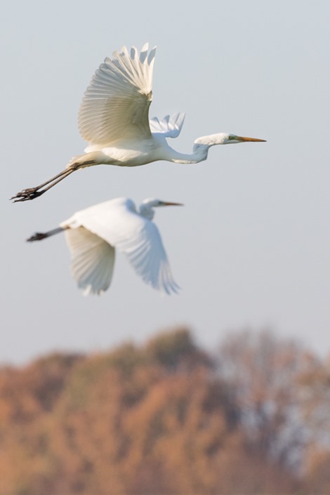 Servan Ott Fotografie ---- Natuurfotografie en Trouwfotografie-0112