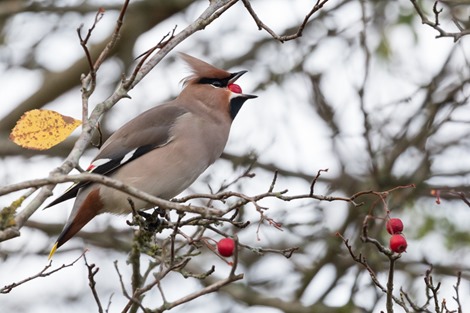 Servan Ott Fotografie - Natuurfotografie en Trouwfotografie-0714