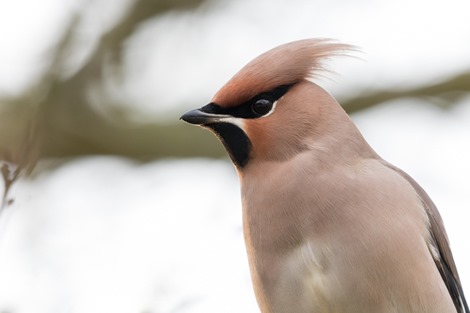 Servan Ott Fotografie - Natuurfotografie en Trouwfotografie-1569