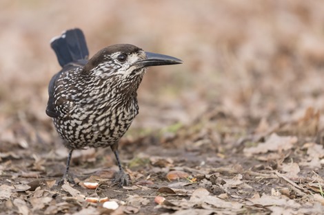 Servan Ott Fotografie - Natuurfotografie en Trouwfotografie-3930