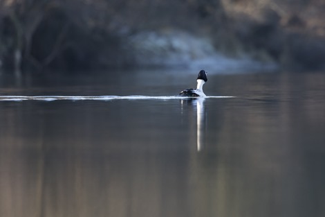 Servan Ott Fotografie - Natuurfotografie en Trouwfotografie-4516