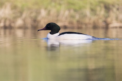 Servan Ott Fotografie - Natuurfotografie en Trouwfotografie-4991