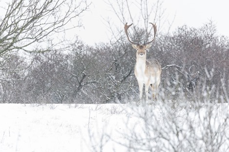 Servan Ott Fotografie - Natuurfotografie en Trouwfotografie-5442