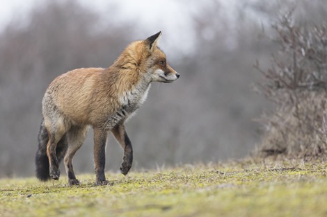 Servan Ott Fotografie - Natuurfotografie en Trouwfotografie-5961