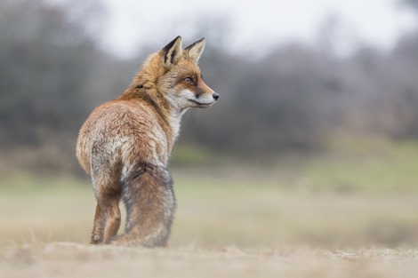 Servan Ott Fotografie -- Natuurfotografie en Trouwfotografie-6230