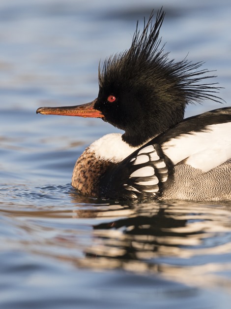 2 Servan Ott Fotografie - Natuurfotografie en Trouwfotografie-1568