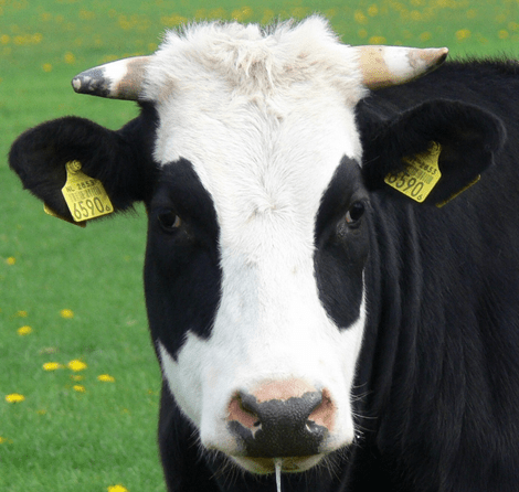 Koeien kijken bij Rundveemuseum Aartswoud