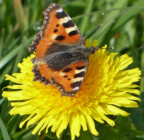 Lente in het Egboetswater