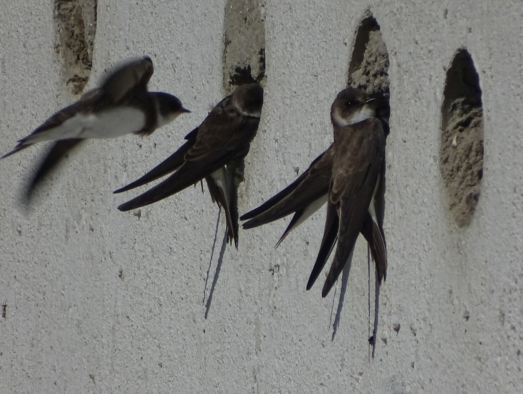 IVN-Activiteiten Blokker, Andijk en Streekbos