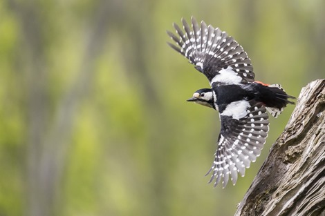 Servan Ott Fotografie -- Natuurfotografiefotografie-8123