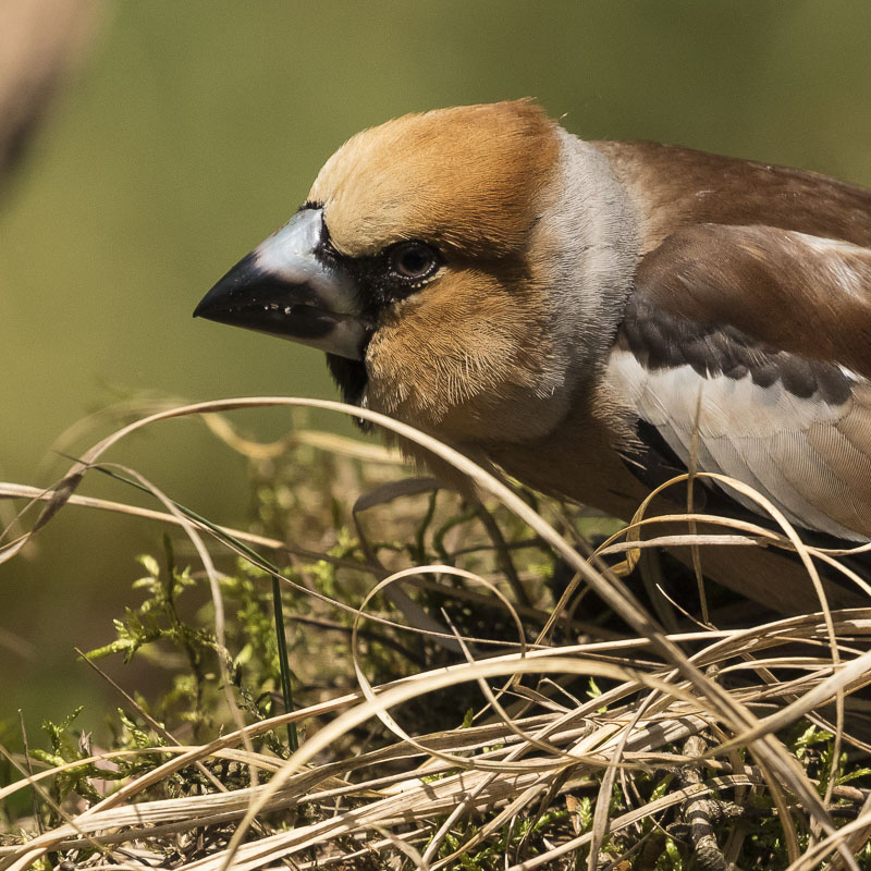 Servan Ott Fotografie: De Appelvink