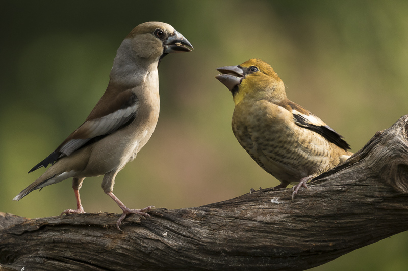 Servan Ott Fotografie: De Appelvink