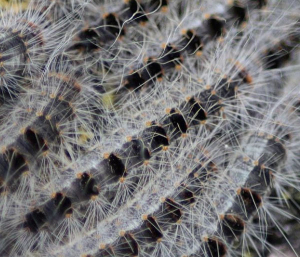 Eikenprocessierups ook in West-Friesland