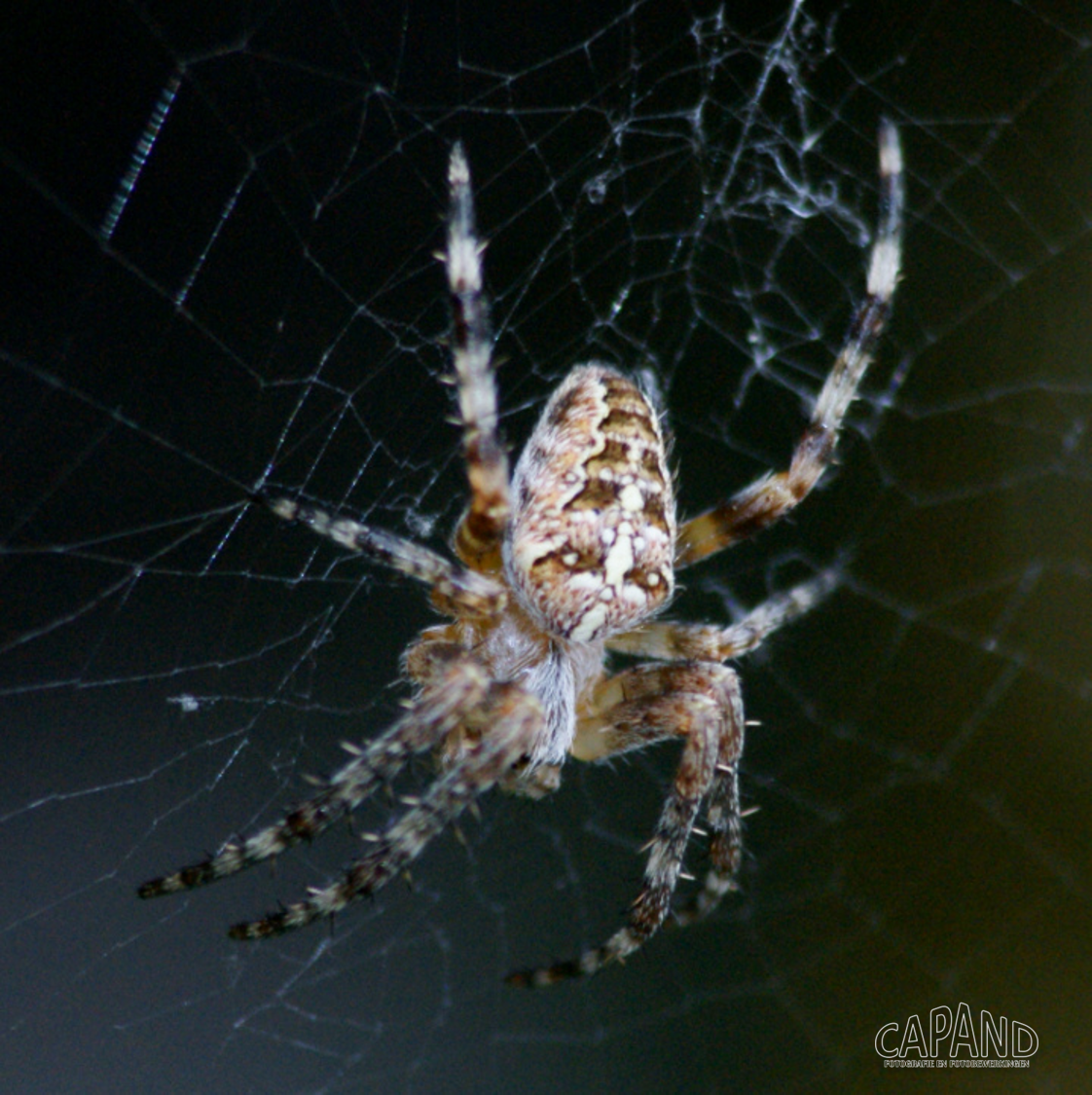 Van dichtbij: Vlieg, Framboos en de Kruisspin