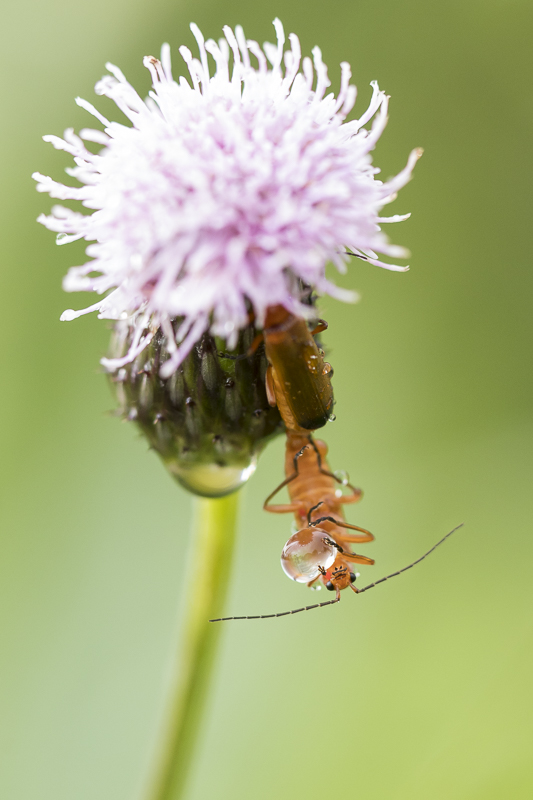 Servan Ott Fotografie: Soldaatjes