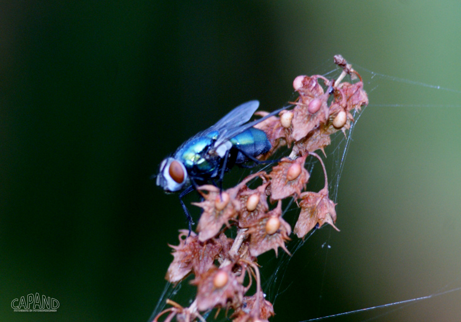Van dichtbij: Vlieg, Framboos en de Kruisspin