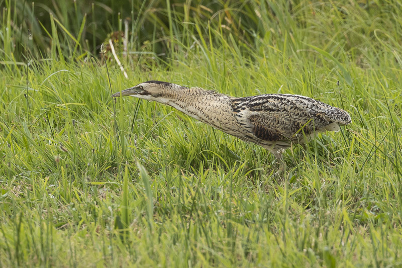 Servan Ott Fotografie: Roerdomp jagend