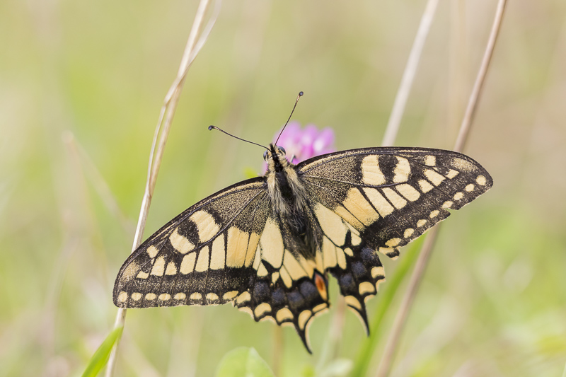 Servan Ott Fotografie: Koninginnepage