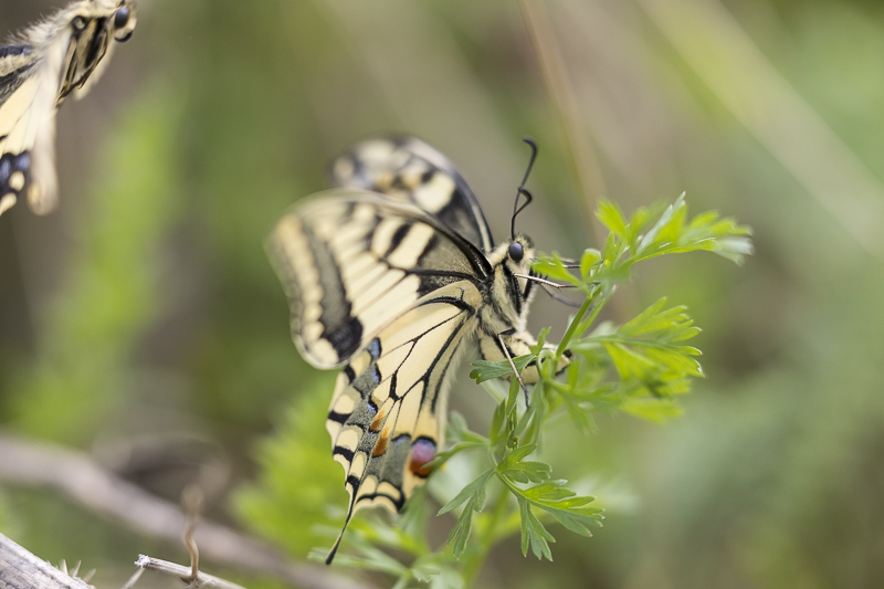 Servan Ott Fotografie: Koninginnepage