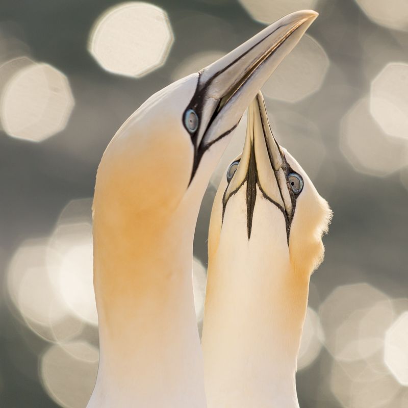 Servan Ott Fotografie: Zomerfoto Jan-van-Genten op Helgoland 