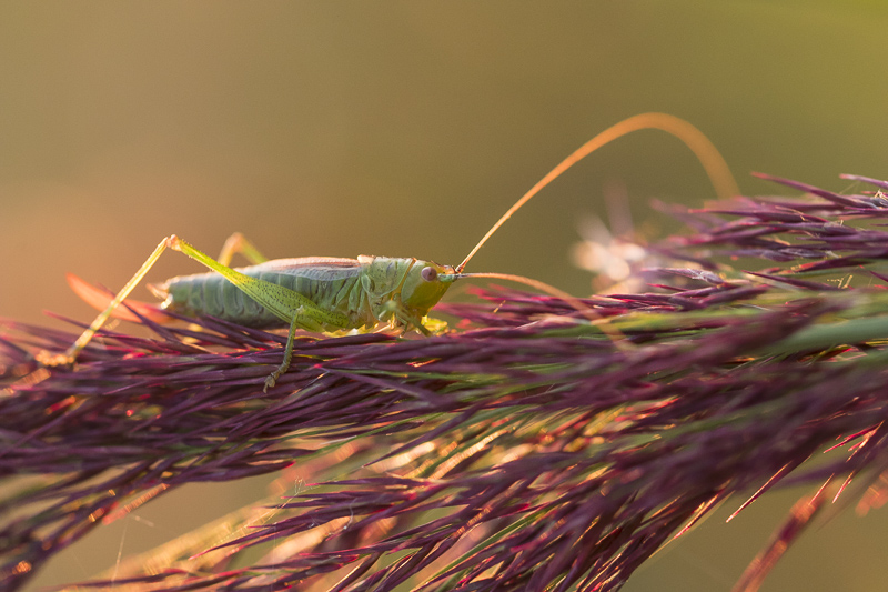 Servan Ott Fotografie: Sabelsprinkhaan op paarse riethalm