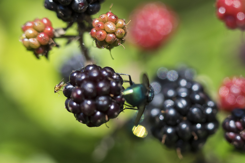 Servan Ott Fotografie: Macrofotografie tussen de bramen