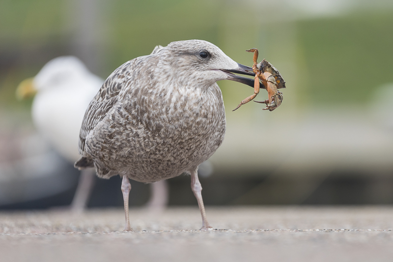 Servan Ott Fotografie: Zilvermeeuw met krab