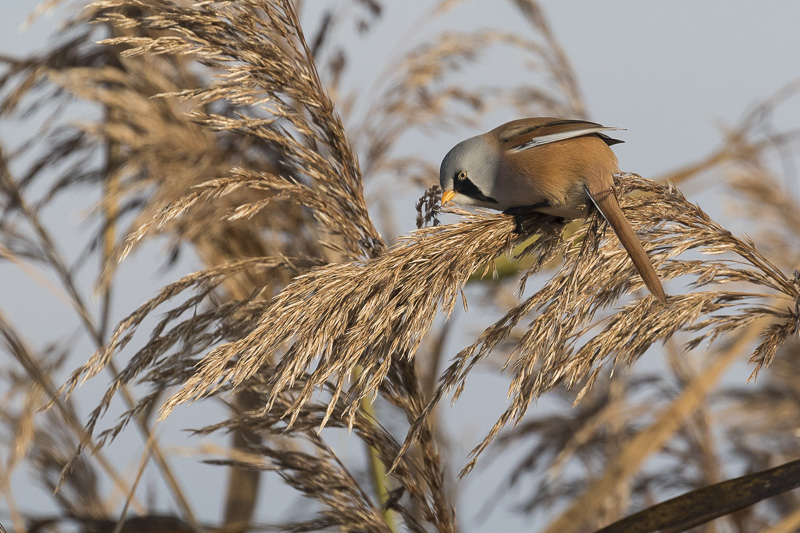 Servan Ott Fotografie: Baardmannetjes in de Oostvaardersplassen