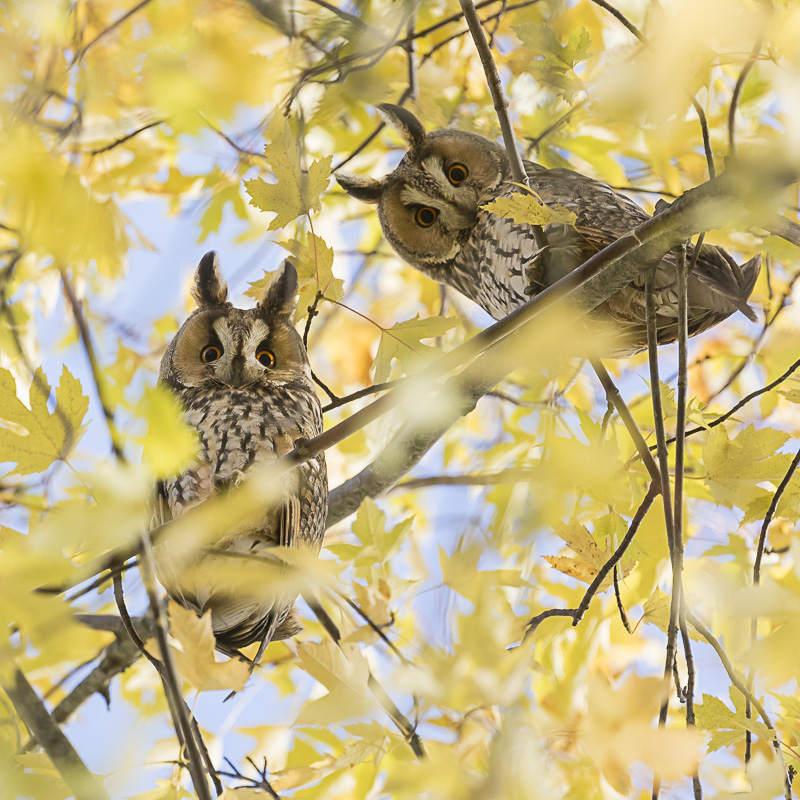 Servan Ott Fotografie: Ransuilen in suikeresdoorns