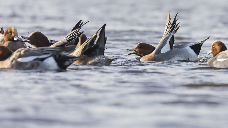 Servan Ott Fotografie: Smienten