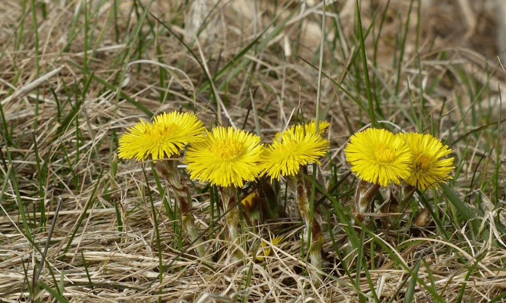 Voorjaarswandelen met IVN