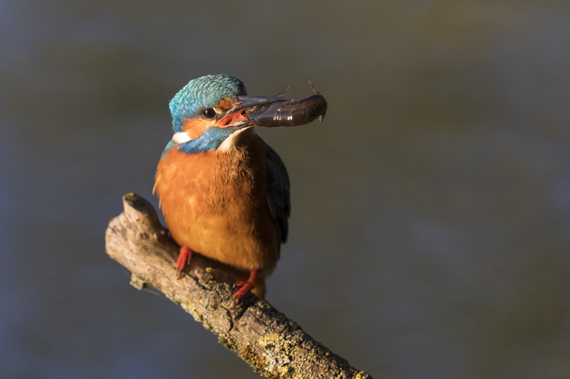 Servan Ott Fotografie: IJsvogel, veel verschillende prooi