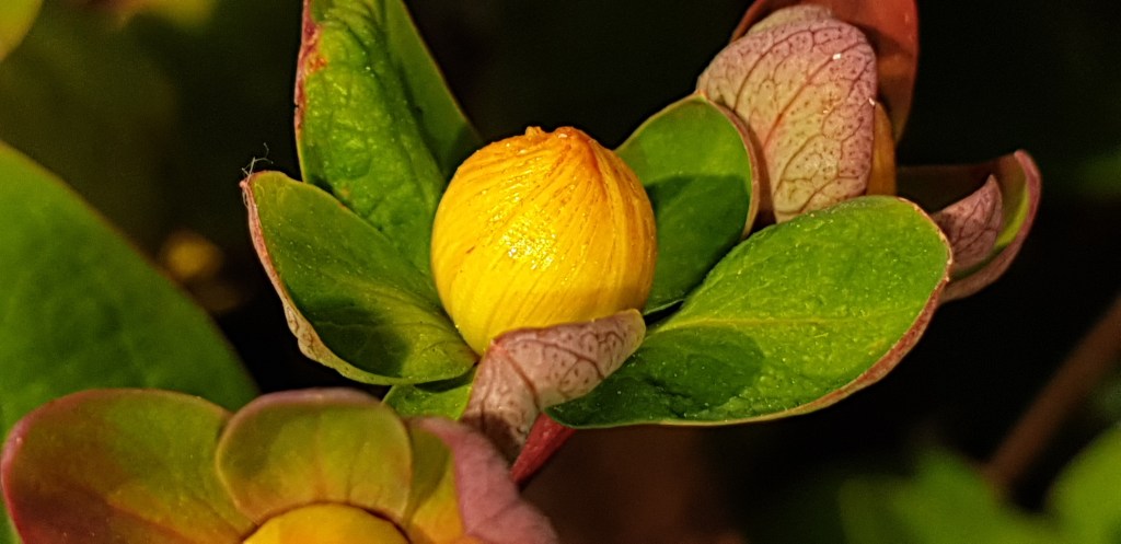Hertshooi - De schijnaardbei en andere voorjaarsbloemen: Robertskruid, Hertshooi, Paardenbloem, Tulp, Gewone Speenkruid, Robertskruid - © CAPAND