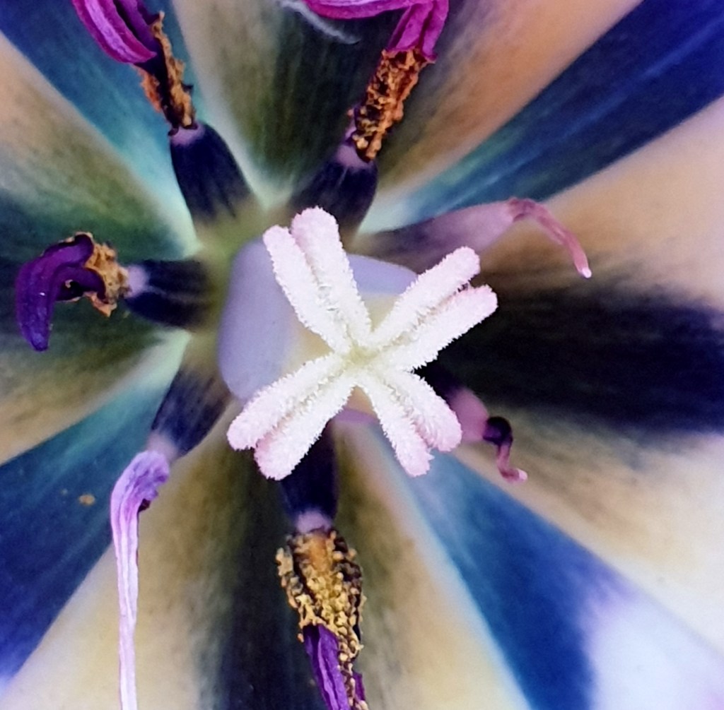 Tulp - De schijnaardbei en andere voorjaarsbloemen: Robertskruid, Hertshooi, Paardenbloem, Tulp, Gewone Speenkruid, Robertskruid - © CAPAND
