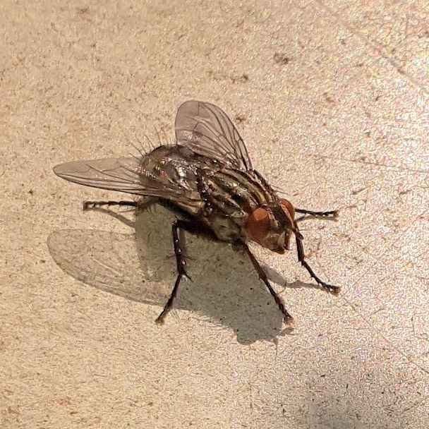 Huisvlieg - De schijnaardbei en andere voorjaarsbloemen: Robertskruid, Hertshooi, Paardenbloem, Tulp, Gewone Speenkruid, Robertskruid - © CAPAND