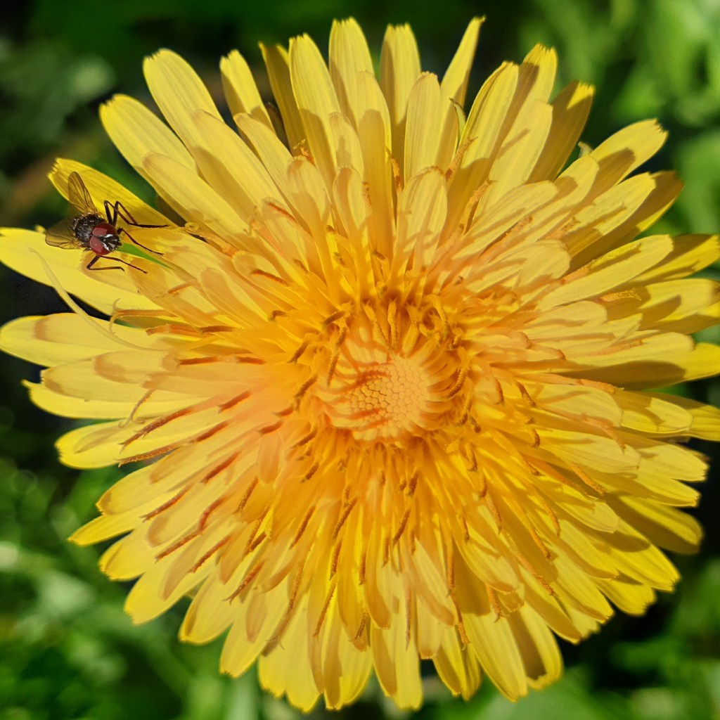 Paardenbloem - De schijnaardbei en andere voorjaarsbloemen: Robertskruid, Hertshooi, Paardenbloem, Tulp, Gewone Speenkruid, Robertskruid - © CAPAND