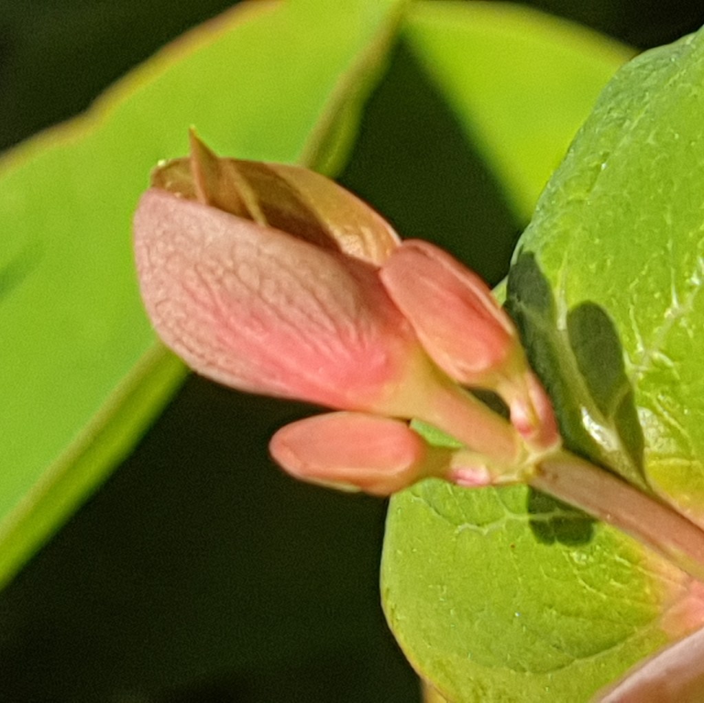 Blad hersthooi - De schijnaardbei en andere voorjaarsbloemen: Robertskruid, Hertshooi, Paardenbloem, Tulp, Gewone Speenkruid, Robertskruid - © CAPAND