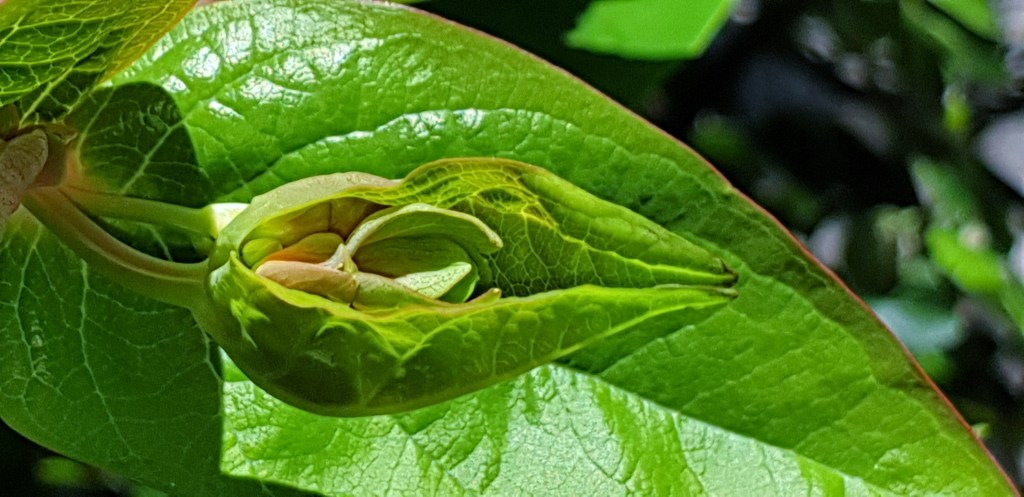 Blad van hertshooi - De schijnaardbei en andere voorjaarsbloemen: Robertskruid, Hertshooi, Paardenbloem, Tulp, Gewone Speenkruid, Robertskruid - © CAPAND