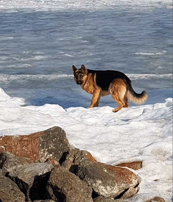 Bernice Notenboom van "Koppie Onder": "De Westfriese Omringdijk en het zicht op het IJsselmeer voor de eeuwigheid bewaren!"