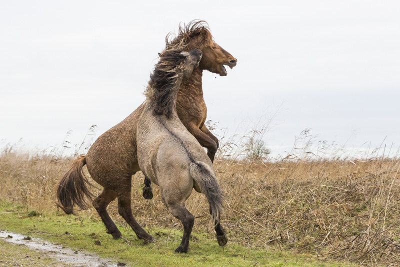 Servan Ott Fotografie: Konikpaarden knokkend in de regen