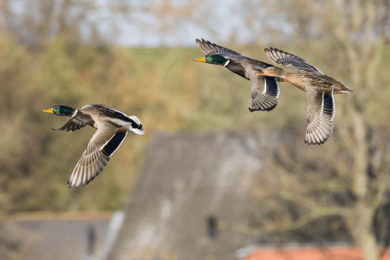 Servan Ott Fotografie: Wilde eenden in vlucht