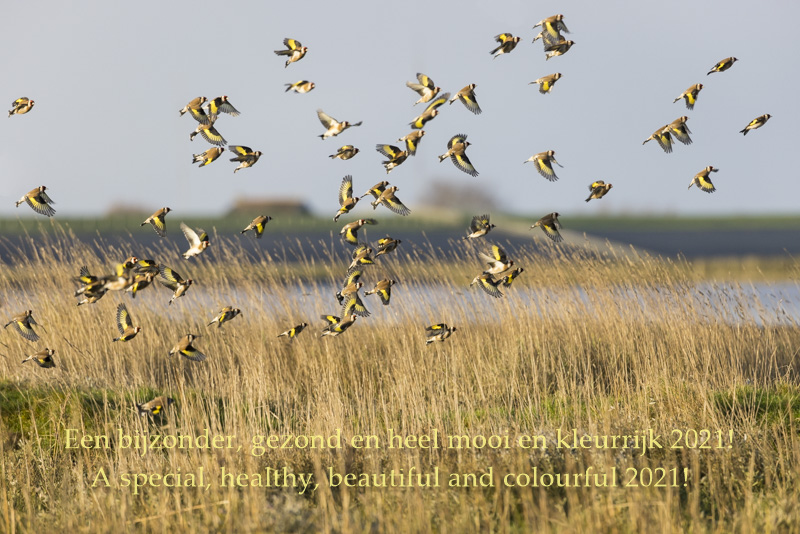 Servan Ott Fotografie: Nieuwjaarskaart