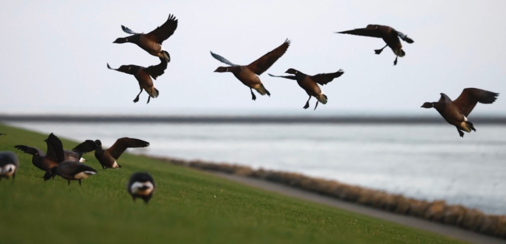 Servan Ott Fotografie: Rotganzen - Schiermonnikoog